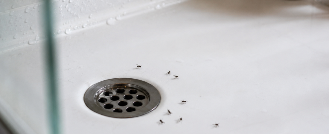 Cómo eliminar mosquitas del baño y del desagüe