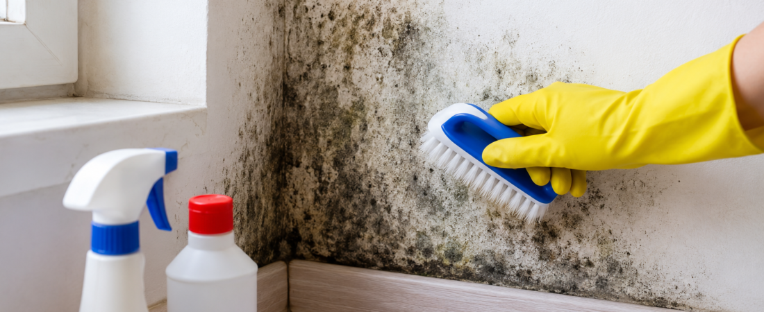 Cómo quitar moho de una pared sin pintar encima