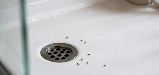 Cómo eliminar mosquitas del baño y del desagüe