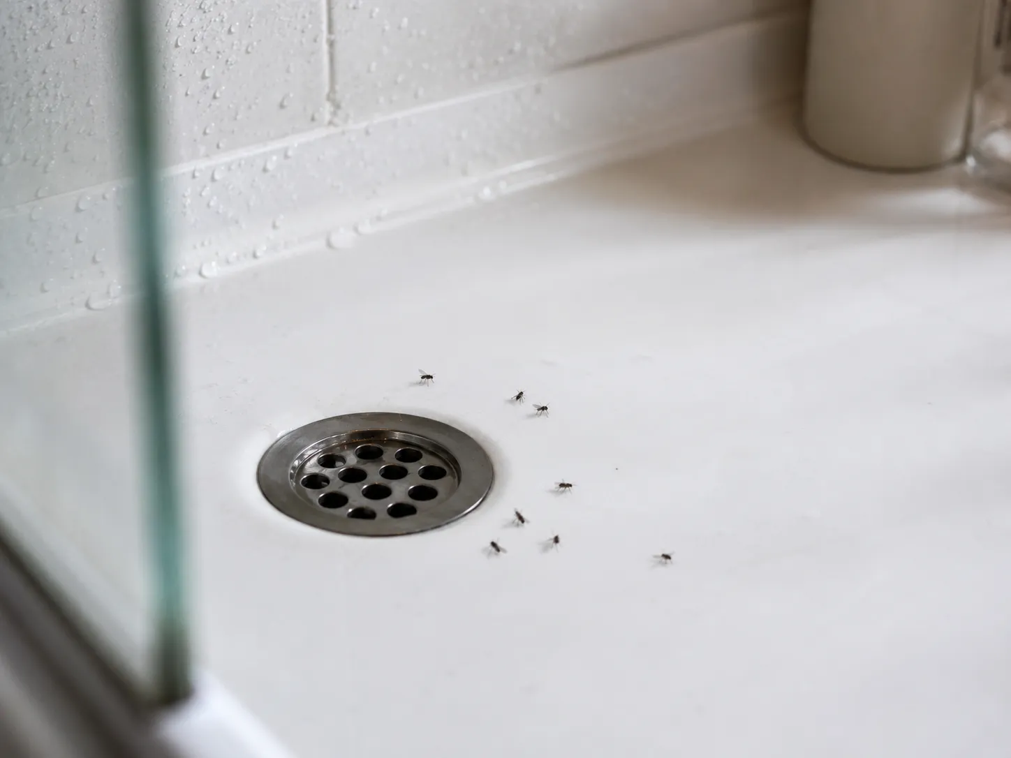 Cómo eliminar mosquitas del baño y del desagüe